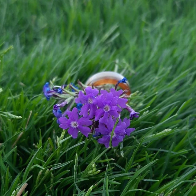 صورة العميل